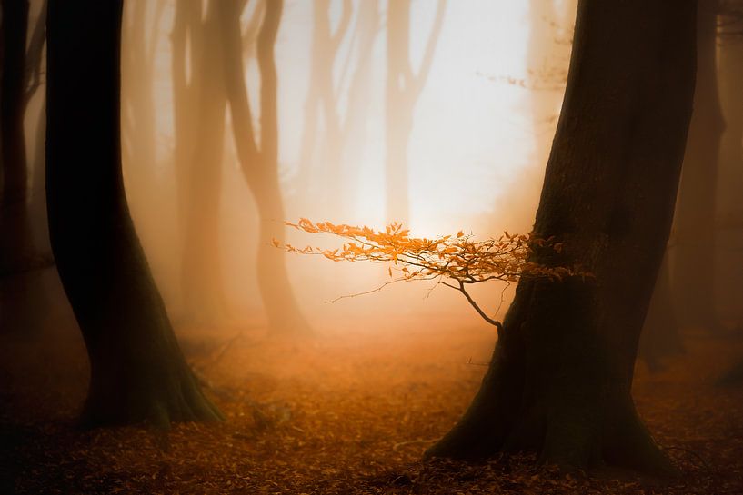 Zon, mist en een mooi bos met warm ochtenlicht van Erwin Stevens