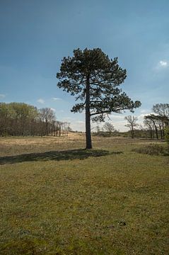 Kennemerduinen, Noord-Holland