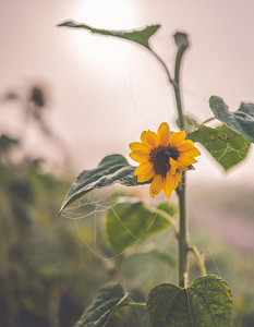 Blumen Teil 230