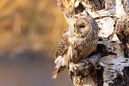 Oeraluil, (Strix uralensis)