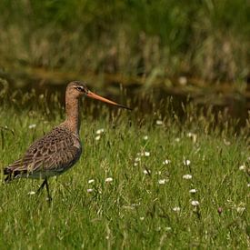 Grutto's op Terschelling van Sjoukje Hamstra-Bouma