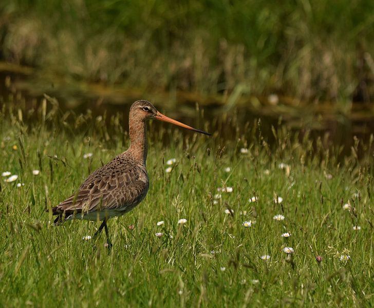Grutto's op Terschelling von Sjoukje Hamstra-Bouma