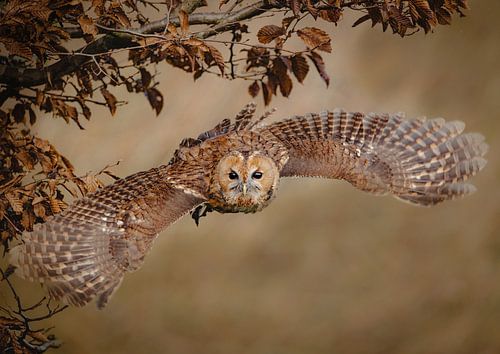 Tawny owl in flight