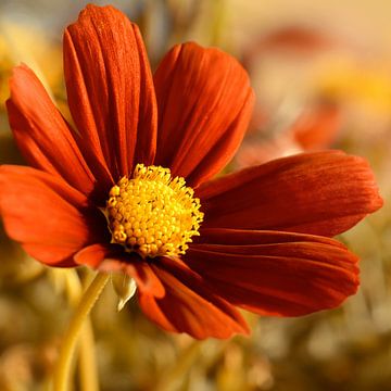 Cosmea van Violetta Honkisz