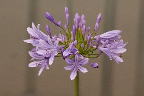 Agapanthus