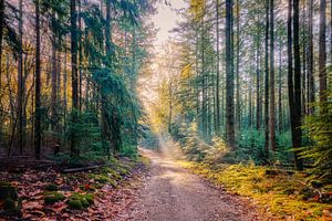 gemengd bos met een zonneharp tijdens de herfst van eric van der eijk