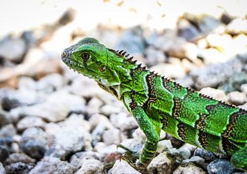 Cool colors and patterns on a boy iguana Aruba by Arthur Puls Photography