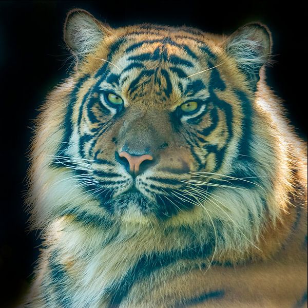 Tiger, Siberian Tiger portrait by Gert Hilbink