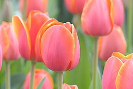 Listen by Lisa Pieters