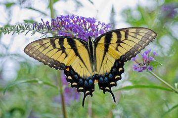 Tijger Swallowtail vlinder op paarse bloem van Iris Holzer Richardson