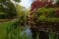 Japanese garden in bloom