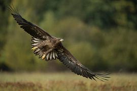 Seeadler ( Haliaeetus albicilla ), Jungvogel im Flug, Frontalaufnahme sur wunderbare Erde