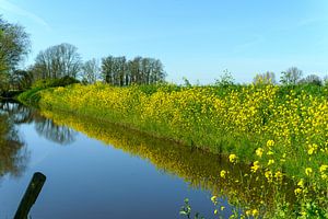 Polder met bloeiend koolzaad langs het water