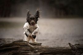 Aktionsbild eines Hundes von Nanda Jansen
