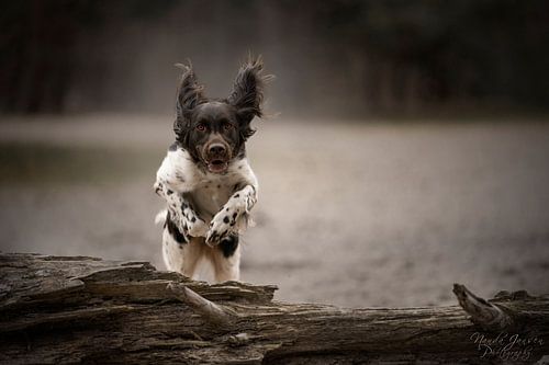 Aktionsbild eines Hundes