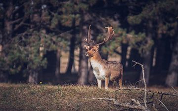 Deer AWD by Eveline van Beusichem
