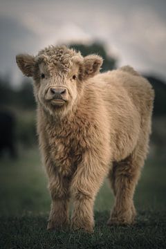 Schotse hooglander in natuurgebied van Dirk van Egmond