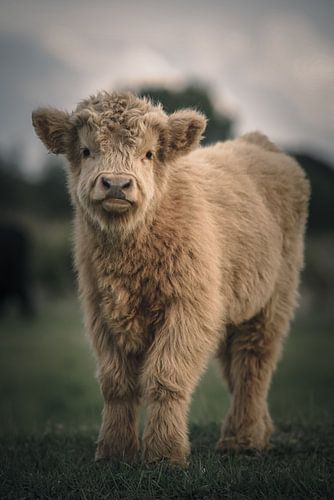 Schotse hooglander in natuurgebied