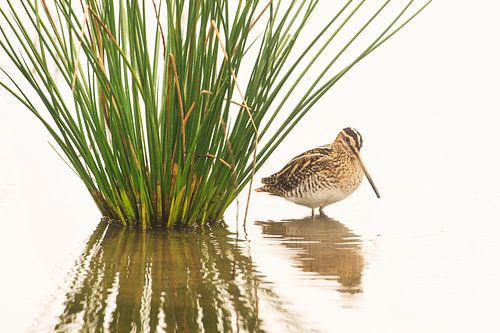 Snipe (Gallinago gallinago) in the water