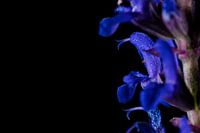 Paarse Salie bloem op zwarte achtergrond