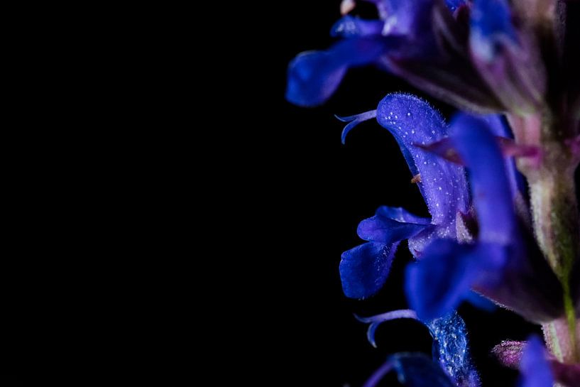 Fleur de sauge violette sur fond noir par Anita van Hengel