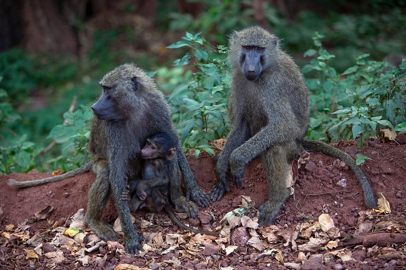 2 Olive Baboons by Peter Michel