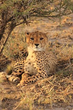 Cheeta welpje in het gras van Bobsphotography