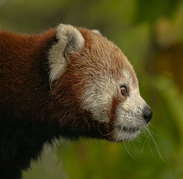 Rode panda. van Wouter Van der Zwan