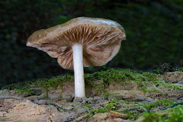 Zicht op paddenstoelen in een holle boom van Andreas Völkel