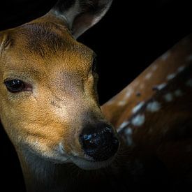 Close-up of a young deer in Saarland by Wolfgang Unger