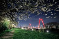 Blossom flowers & the Willemsbrug by night. von Claudio Duarte Miniaturansicht