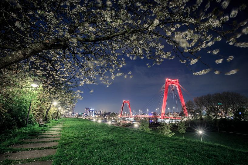 Blossom flowers & the Willemsbrug by night. von Claudio Duarte