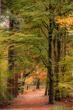 Pfad durch einen Buchenwald im Herbst von Sjoerd van der Wal Fotografie