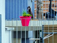 The pink cachpot