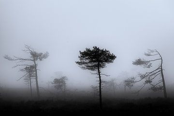Nebel im Moor