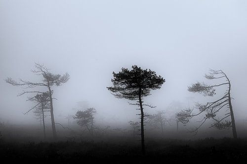 Mist in de hei