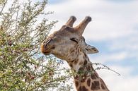 Afrikaanse Giraffe van Dennis Eckert thumbnail