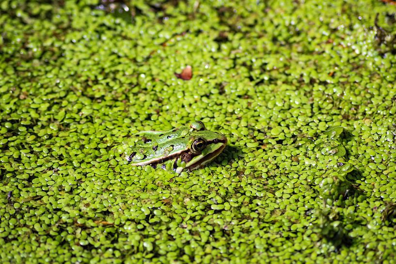 Kikkertje in het groen van Shirley Douwstra