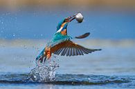 Kingfisher - In a flash by IJsvogels.nl - Corné van Oosterhout thumbnail