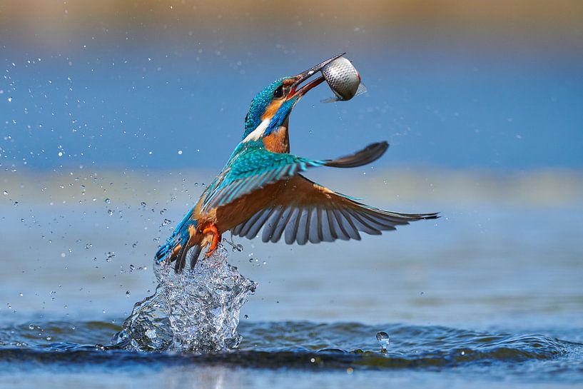 Kingfisher - In a flash by IJsvogels.nl - Corné van Oosterhout