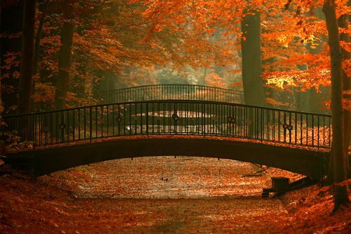 In the fairytale forest