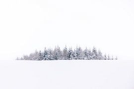 Trees in Winter Silence by MHuisman Minimal Art