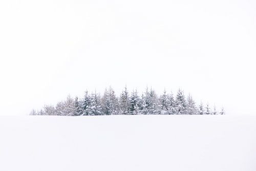 Trees in Winter Silence