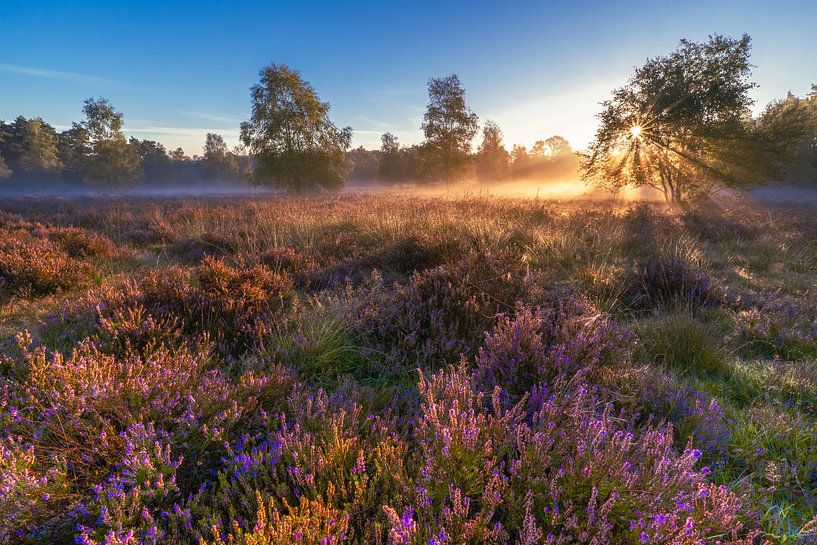 Sunrise on the moors by Denise Nijs-Meerdink