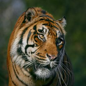 Le regard fier d'un tigre sur Edith Albuschat