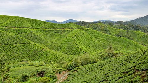 Tea plantation in Malaysia