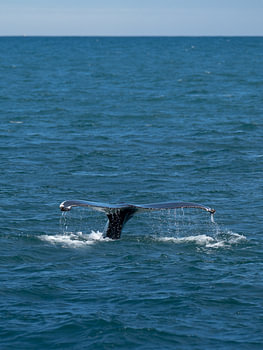 Humpback whale's tail