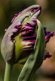 Digital watercolour of a purple tulip by Michar Peppenster