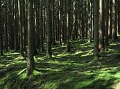 Bomen in de Belgische Ardennen von Paul de Vos Miniaturansicht