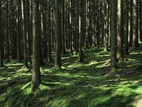 Trees in the Belgian Ardennes